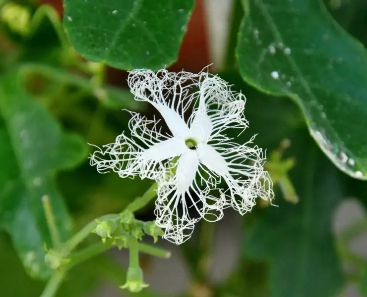 snake gourd trichosanthes cucumerina flower