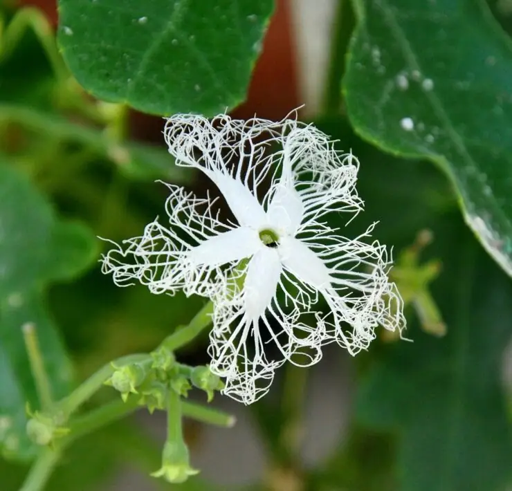 snake gourd trichosanthes cucumerina flower