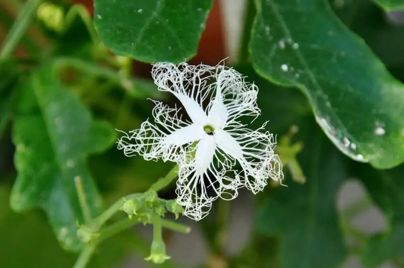 snake gourd trichosanthes cucumerina flower