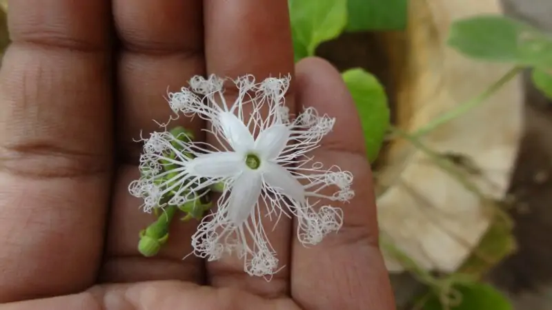 snakegourd flower