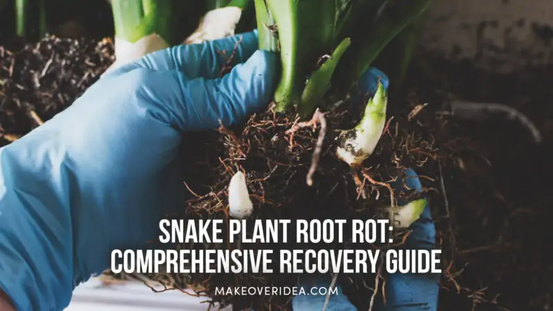Snake plant root rot