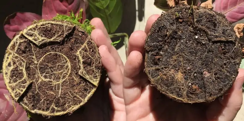 plant root rot