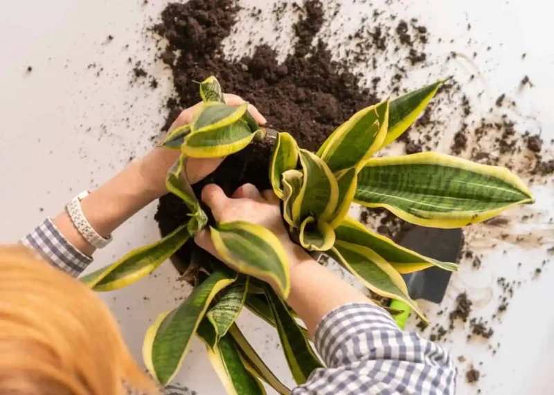 repot snake plant