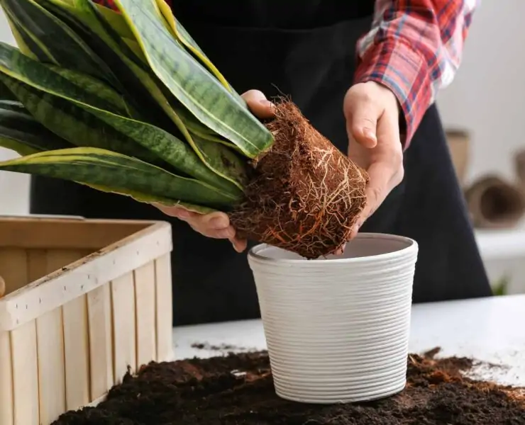 snake plant root rot