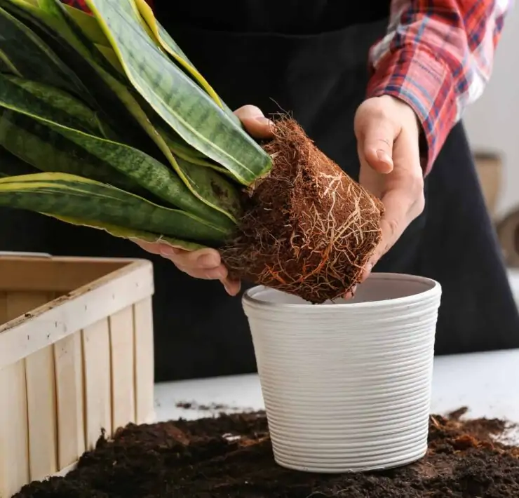 snake plant root rot