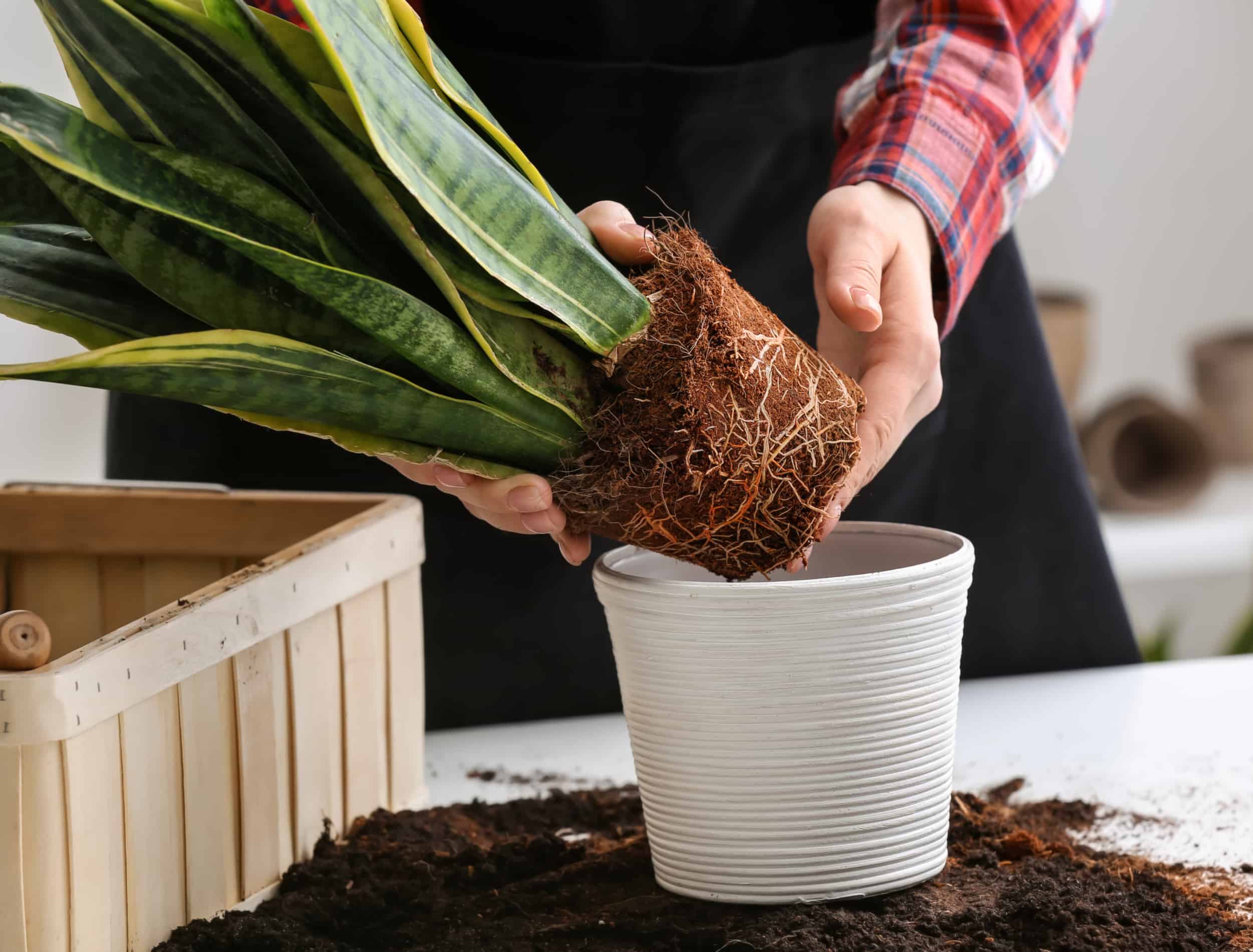 Snake Plant Root Rot Saving and Repotting Guide