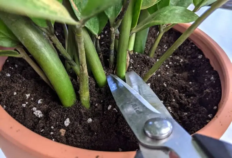 Unique Methods of Stem Cutting Propagation