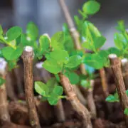 stem cuttings propagation