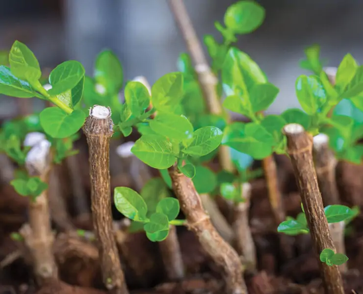 stem cuttings propagation