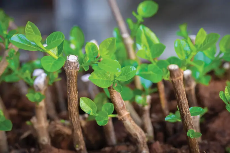 stem cuttings propagation