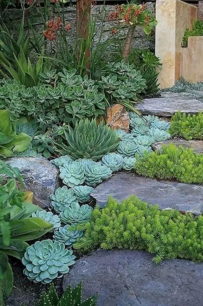 steped succulent garden