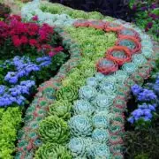 magical path succulent garden