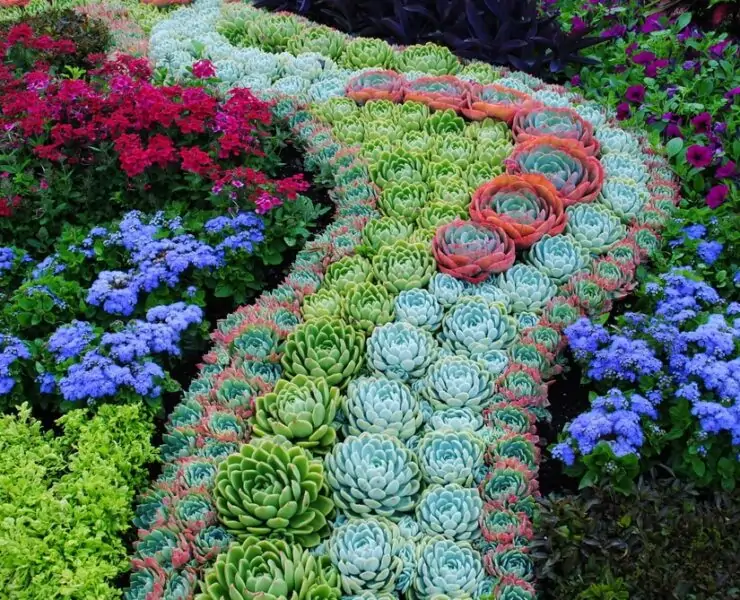 magical path succulent garden