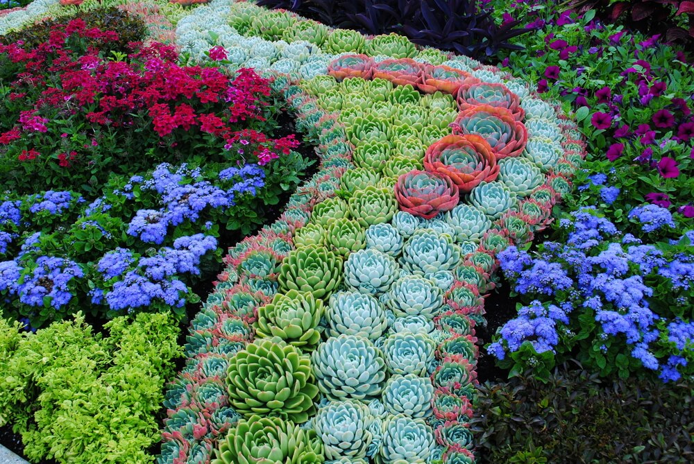 magical path succulent garden