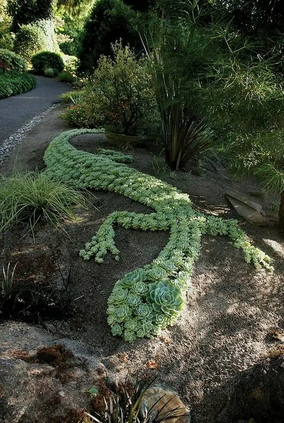 lizzard succulent garden
