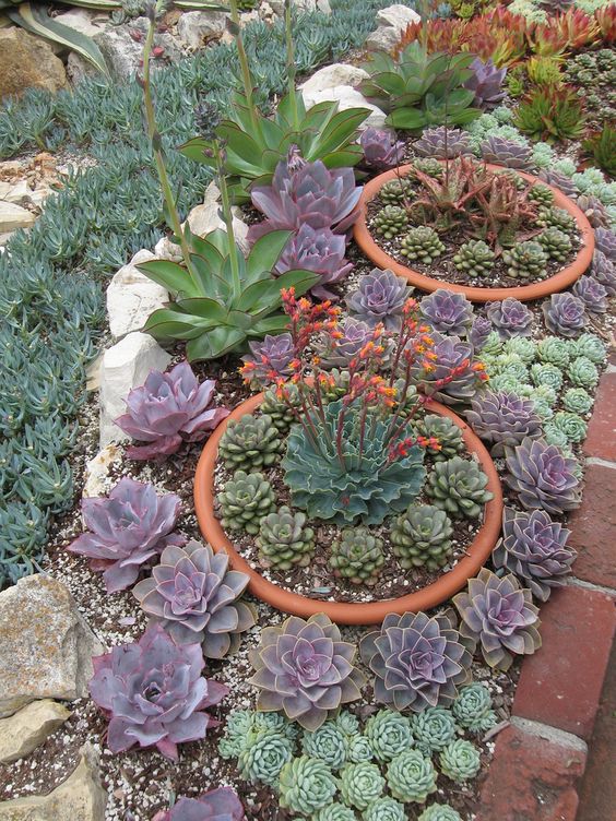 basic succulant garden