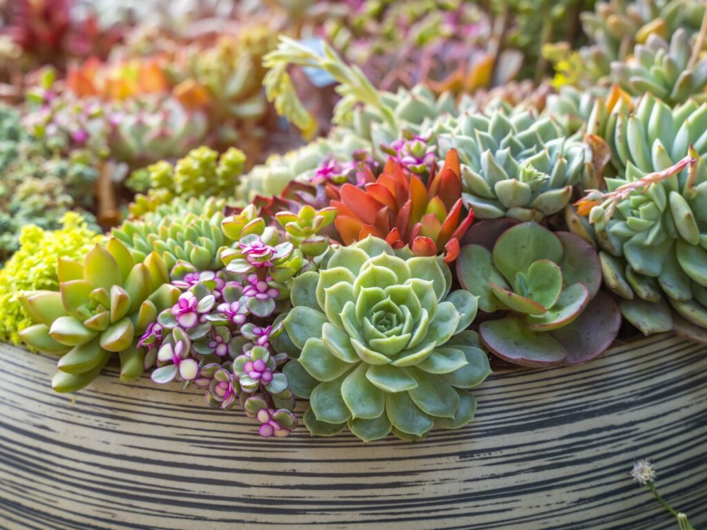 succulent plants