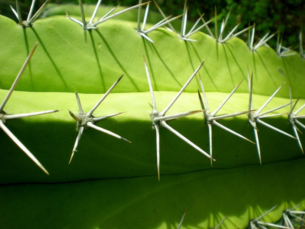 spikes of succulent palnts