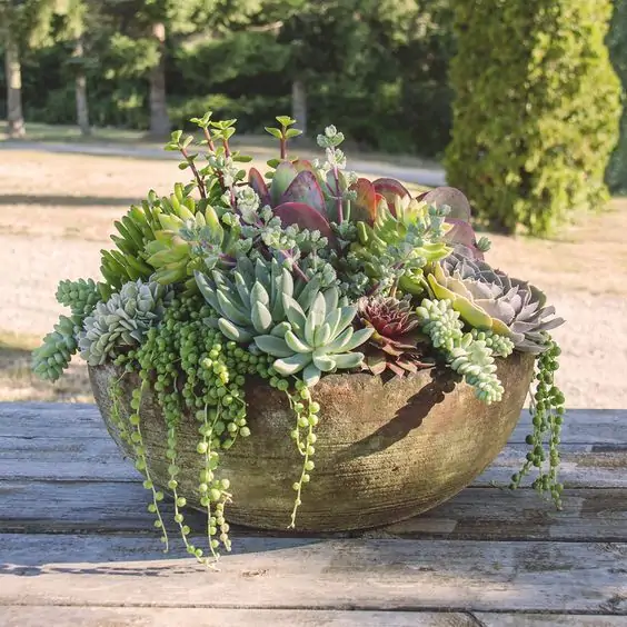 secculent garden in bowl