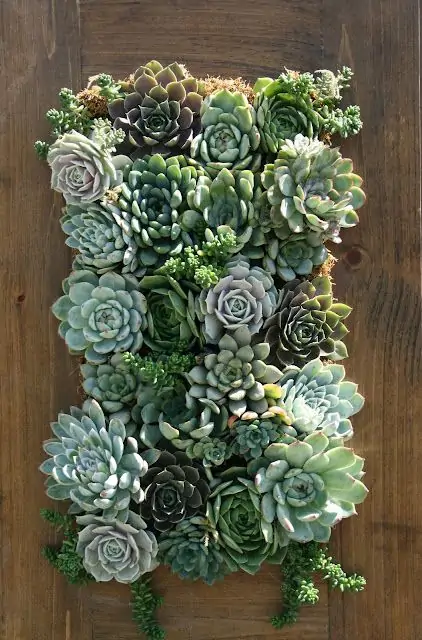 vertical succulent garden