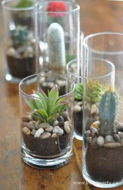 succulent garden in shot glasses