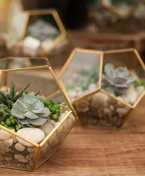 succulent garden geometry idea