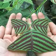 Christia obcordata butterfly plant