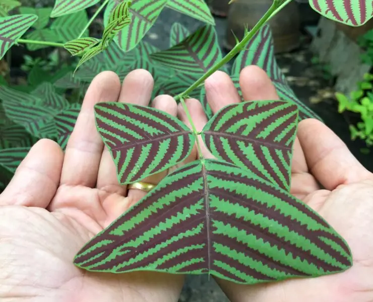 Christia obcordata butterfly plant