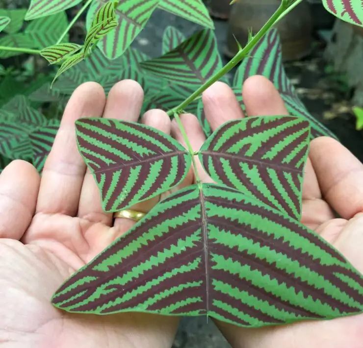 Christia obcordata butterfly plant