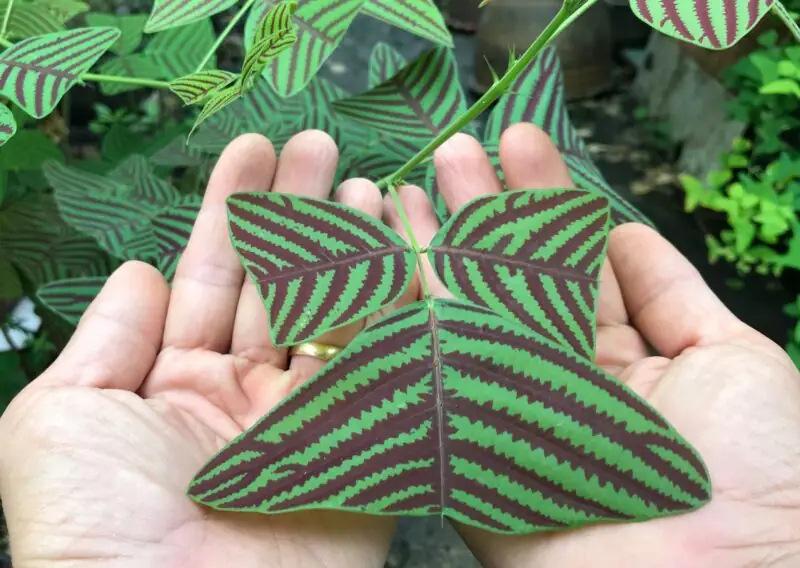 Christia obcordata butterfly plant