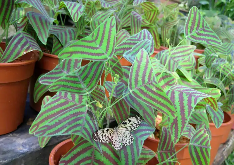 Christia obcordata in pot butterfly