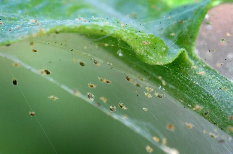 spider mites