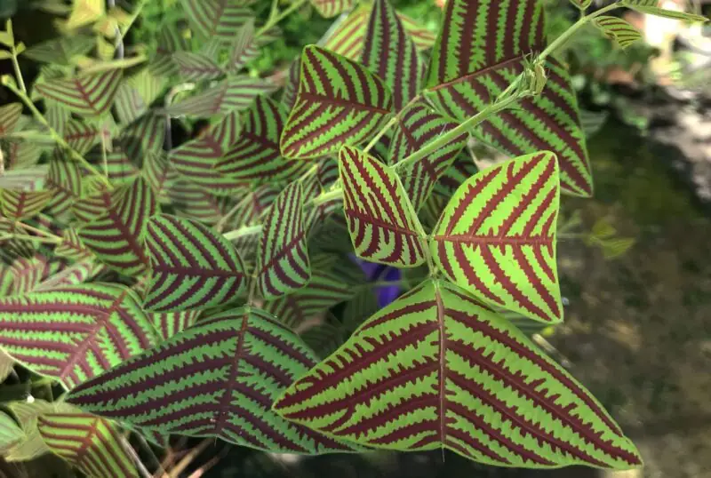 swallowtail plant christia obcordata