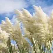 Tall Grasses