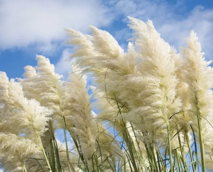 Tall Grasses