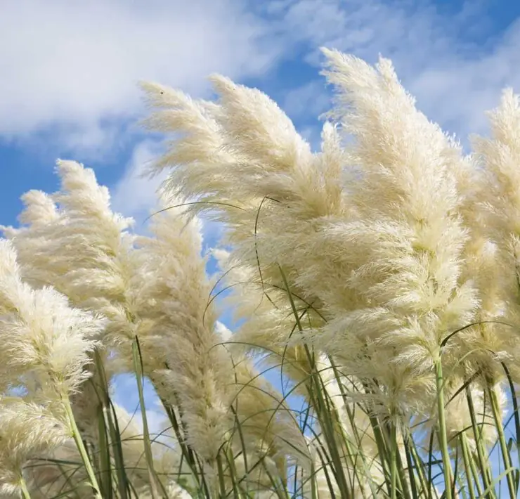 Tall Grasses