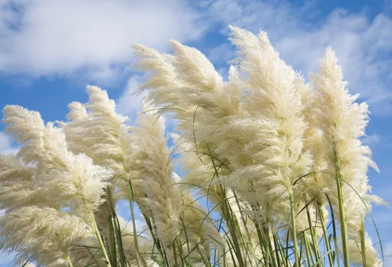 Tall Grasses