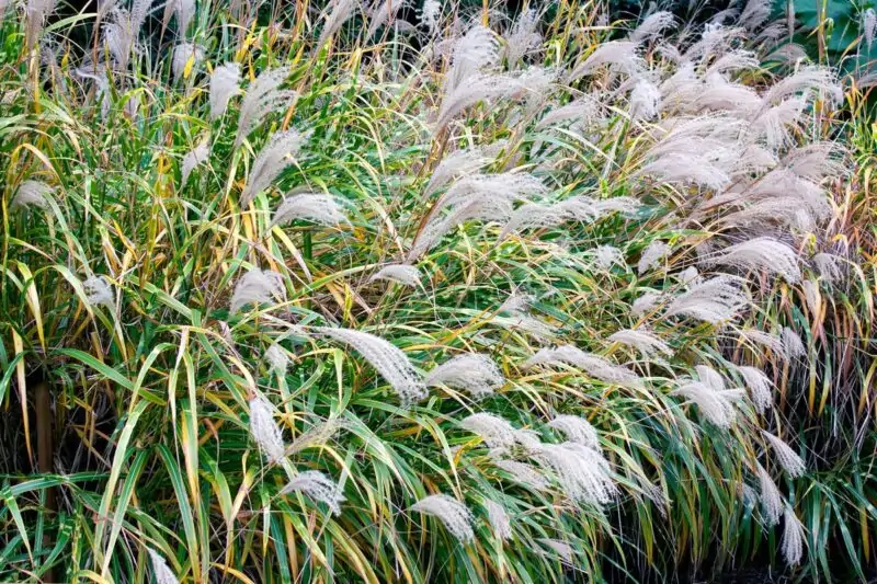 Tall Grasses as a Tool for Soil Conservation