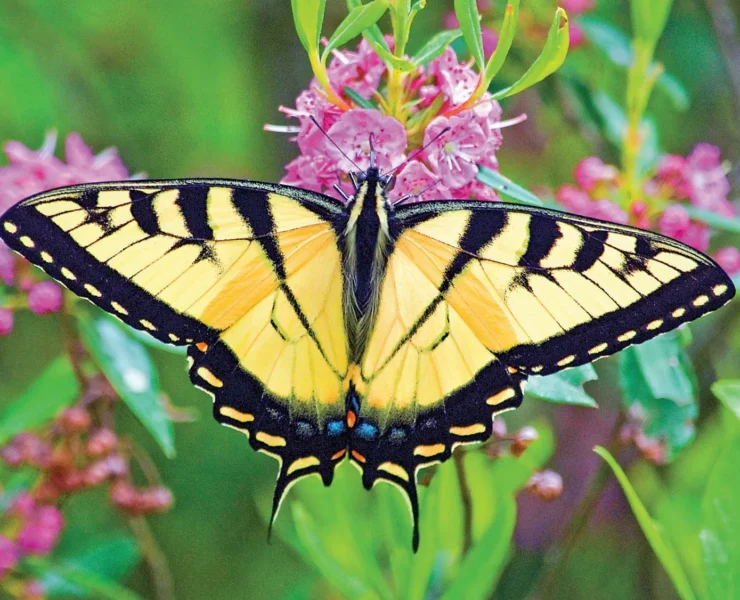 Eastern Tiger Swallowtail Butterfly