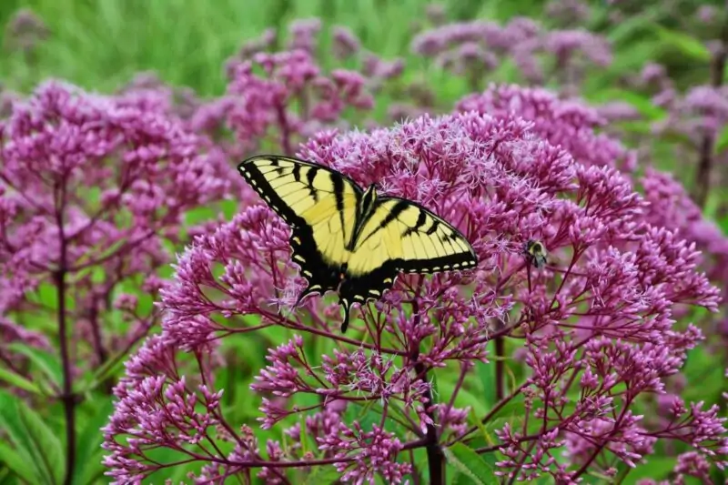 Joe Pye Weed