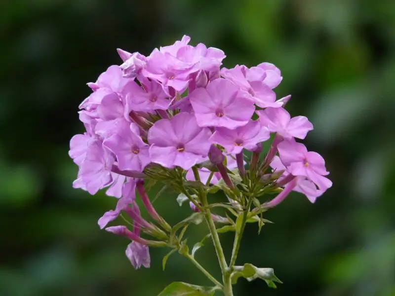 Phlox paniculata