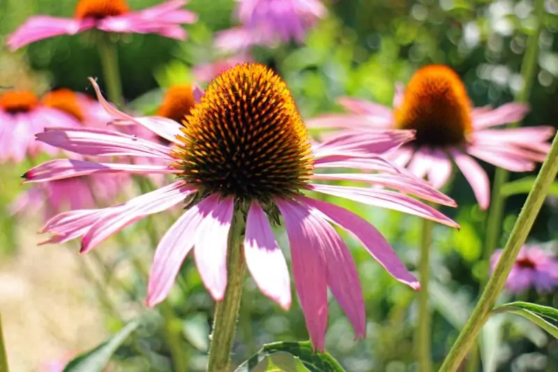 Purple Coneflower Echinacea purpurea