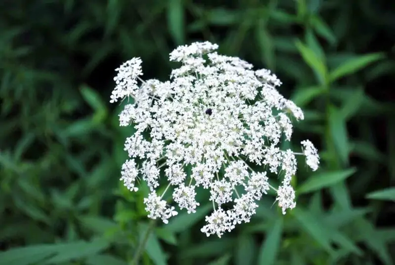 Queen Annes Lace