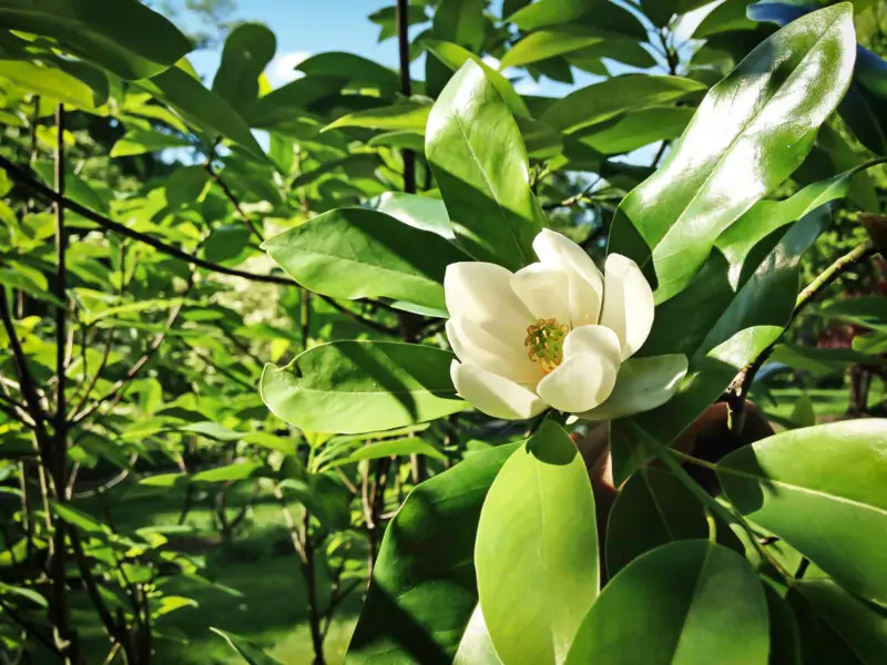 Sweet Bay Magnolia Magnolia virginiana