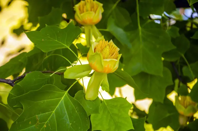 Tuliptree Liriodendron tulipifera