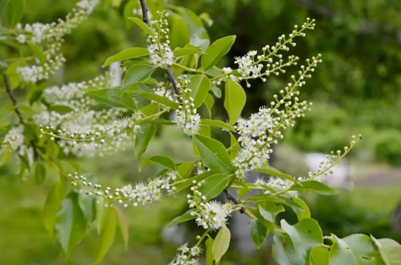 Wild Black Cherry Prunus serotina