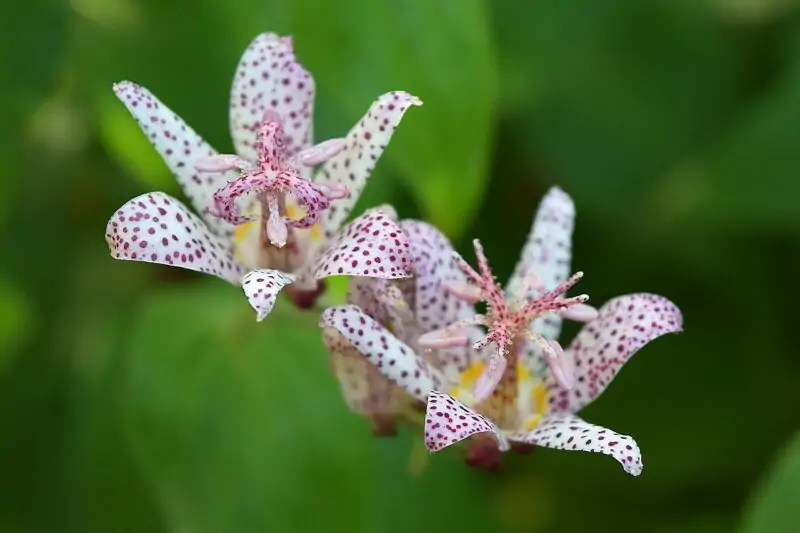 Cultivars of Toad Lily
