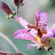 toad lily plant