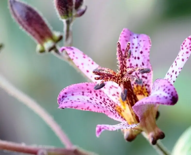 toad lily plant