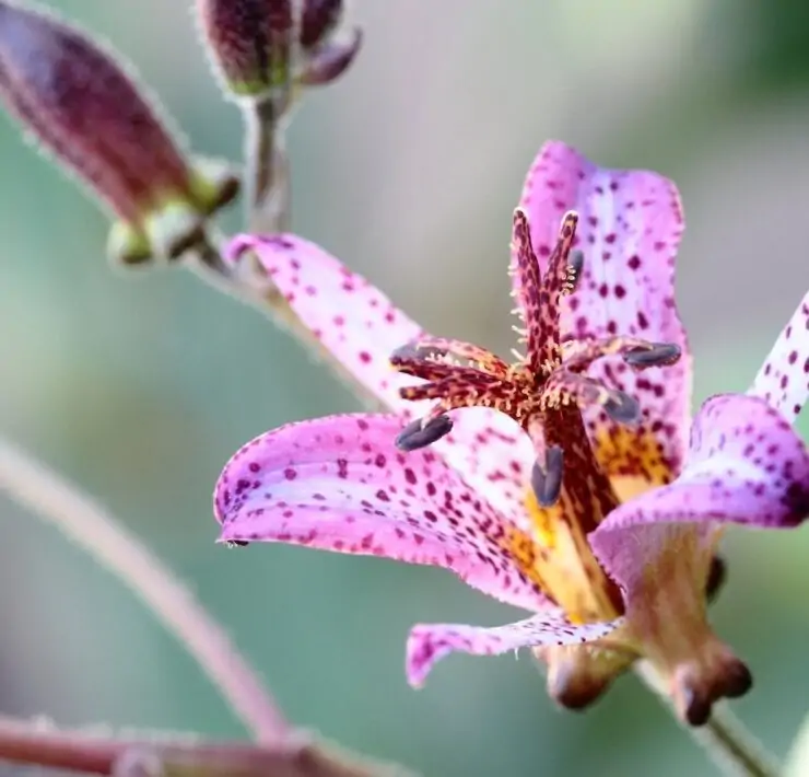 toad lily plant